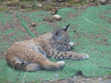 Herald reader Sheila Foster shared some photos of a bobcat and its kittens in her backyard. Foster snapped the photos on July 27, but says the cats have made regular return visits.