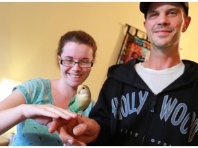 Mike Scott and Danielle Ralston hold lovebird Sosa in Ralston's home on Wednesday. Scott, who was working near the 39th Avenue S.E. CTrain Station on Tuesday, rescued Sosa, who had escaped from Ralston's home earlier in the week.