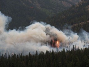 A tree candles near Waterton Lake National Park, where Parks Canada crews fight a fire on the U.S. side of the border.