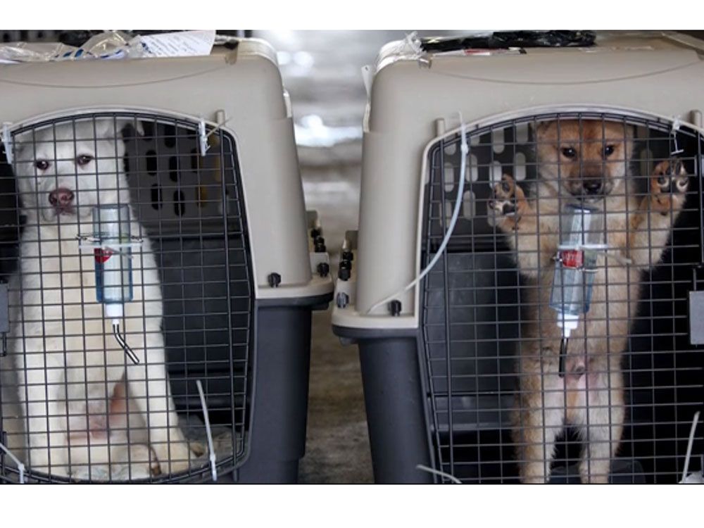 Taking your pet on a plane Calgary Herald