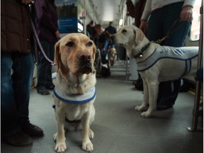 Suzie (left) and Morris, guide dogs in training, step onto a CTrain car as part of learning to lead their visually impaired owners.