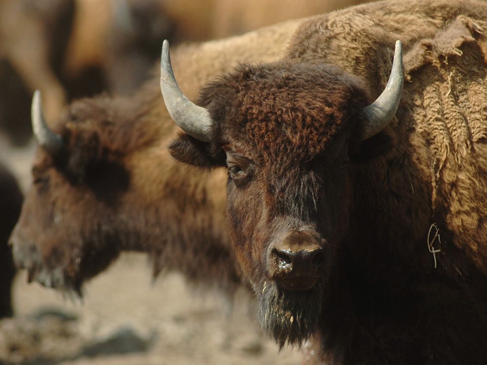 Bison is the new beef, much to Canada's benefit Calgary Herald