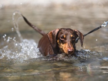 Lola, a three year old Dachshund, goes chasing a stick in the Bow River wadding pool at St. Patrick's Island in Calgary on Monday, Aug. 10, 2015.