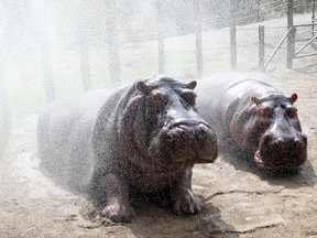Calgary Zoo hippos Sparky, left, and her grandson Lobi get a cooling shower with a fire hose from Savannah zookeeper Jax Hoggard as the temperatures continue to hover in the low 30s Celsius on Wednesday August 12, 2015.