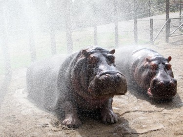 Calgary Zoo hippos Sparky, left, and her grandson Lobi get a cooling shower with a fire hose from Savannah zookeeper Jax Hoggard as the temperatures continue to hover in the low 30"s Celcius Wednesday August 12, 2015.