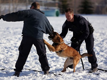 Constable Will Glover and Marco, right, during K9 Unit training in Calgary.