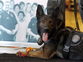 Canine unit service dog Max sat with his ball as the 2016 edition of the Calgary Police Service Canine Unit calendar was unveiled on September 2, 2015 during the official launch.