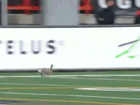 This rabbit took to the field, and the air, at the Labour Day Classic