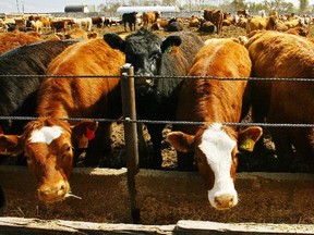 Cattle are fattened-up for market at Cantriex Livestock International Inc. feedlot near Ponoka.