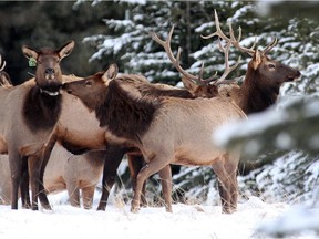 Elk gather at dusk in Banff National Park in November 2012.