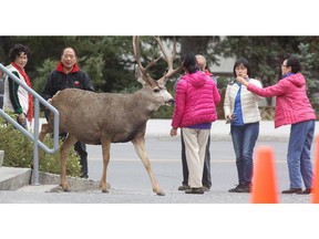 Tourists jockey for position as a mule deer turns heads on Spray Avenue in Banff on Sept. 18.