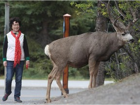 A tourist stands perilously close to a mule deer 
on Spray Avenue outside the Silver Dragon Chnese Cuisine restaurant in Banff Friday September 18, 2015.