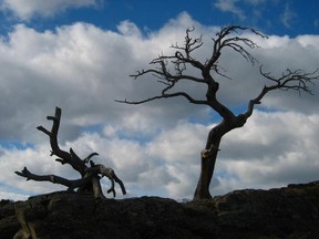 The Burmis Tree is a landmark in Crowsnest Pass and some feel it is a symbol of the region's enduring spirit.