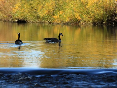 Canada geese cruise in the Prince's Island lagoon on a warm fall Sunday September 20, 2015.