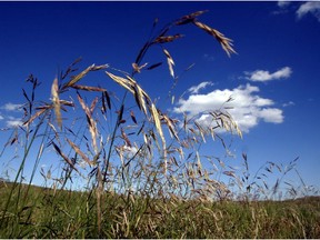 Prairie grasses reach toward a blue sky in the fresh air of Nose Hill Park. Reader says Alberta has some of the cleanest air on the planet.
