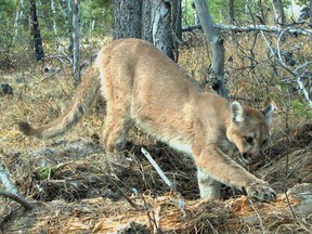 A cougar caught on remote camera scavenging for food near Canmore. Wildlife officials are currently dealing with cougars around Priddis.