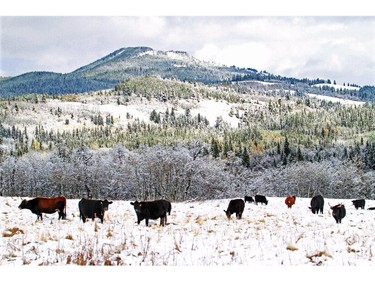 Open range cattle in the Castle Wilderness Area of Southern Alberta.