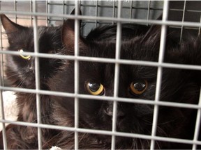 Feral cats peer from their cage at the Calgary Humane Society. Reader says exceptions should be made about keeping cats indoors, as it is unnatural for feral cats.
