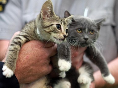 A pair of two-month-old kittens are almost ready to be adopted as the Calgary Humane Society is urging cat owners to keep their furry pets indoors after several cats were found mutilated, severely injured or dead recently.
