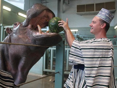 Dr. Axel Moehrenschlager, Director of Conservation and Science at the Calgary Zoo, fed Sparky the hippo a watermelon during a celebration on September 3, 2105 of the opening of an organic shea butter processing plant run in conjunction with the Wechiau Community Hippo Sanctuary in Ghana, Africa. The shea butter nuts are collected at the sanctuary and then processed and the Calgary Zoo helped to fund the factory.