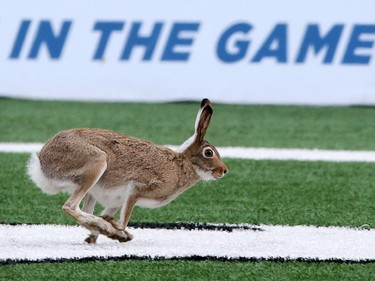 A hare takes centre stage during the Labour Day Classic at McMahon Stadium on Monday September 7, 2015.