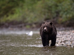 A grizzly bear near Bella Coola, B.C.