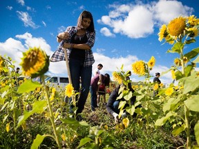 Jaleesa Ialani tills soil between sunflowers and onions at the Grow Calgary garden near WinSport in Calgary on Sunday, Sept. 20, 2015, in preparation for the group's big fundraiser.