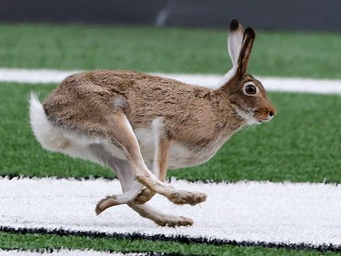 A hare takes centre stage during the Labour Day Classic at McMahon Stadium on Monday September 7, 2015.