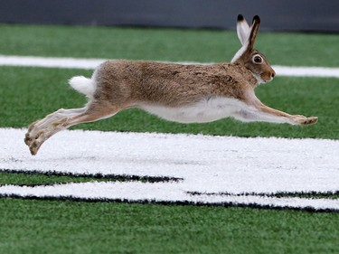 A hare takes centre stage during the Labour Day Classic at McMahon Stadium on Monday September 7, 2015.