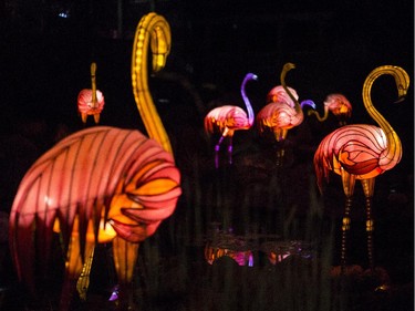 A flamboyance of flamingoes stands in a pond at Illuminasia, the Lantern and Garden Festival that features 366 hand-crafted lanterns displayed throughout the grounds along with live entertainment that represents China, Japan and India at the Calgary Zoo, on September 16, 2015. The show runs from Sept. 17 to Nov. 1, Thursdays through Sundays.