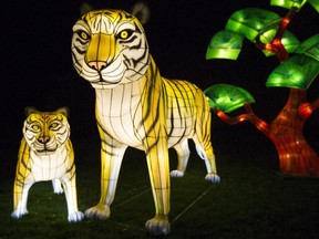 Tigers at Illuminasia, the Lantern and Garden Festival that features 366 hand-crafted lanterns displayed throughout the grounds along with live entertainment that represents China, Japan and India at the Calgary Zoo, on September 16, 2015. The show runs from Sept. 17 to Nov. 1, Thursdays through Sundays.