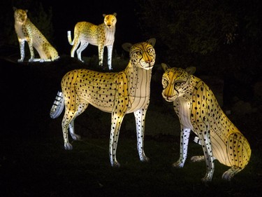 A coalition of cheetahs to be adorned at Illuminasia, the Lantern and Garden Festival that features 366 hand-crafted lanterns displayed throughout the grounds along with live entertainment that represents China, Japan and India at the Calgary Zoo, on September 16, 2015. The show runs from Sept. 17 to Nov. 1, Thursdays through Sundays.