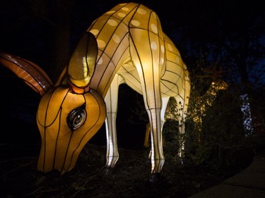 A doe appears to eat grass at Illuminasia, the Lantern and Garden Festival that features 366 hand-crafted lanterns displayed throughout the grounds along with live entertainment that represents China, Japan and India at the Calgary Zoo, on September 16, 2015. The show runs from Sept. 17 to Nov. 1, Thursdays through Sundays.