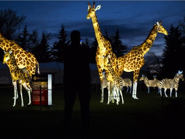 A guest is silhouetted as they take a photo with their cell phone of the giraffes and zebras at Illuminasia, the Lantern and Garden Festival features that 366 hand-crafted lanterns displayed throughout the grounds along with live entertainment that represents China, Japan and India at the Calgary Zoo, on September 16, 2015. The show runs from Sept. 17 to Nov. 1, Thursdays through Sundays.
