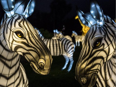 Zebras at Illuminasia, the Lantern and Garden Festival that features 366 hand-crafted lanterns displayed throughout the grounds along with live entertainment that represents China, Japan and India at the Calgary Zoo, on September 16, 2015. The show runs from Sept. 17 to Nov. 1, Thursdays through Sundays.