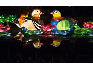 Two mallard ducks sit in the middle of a pond shake their heads at each other during Illuminasia, the Lantern and Garden Festival that features 366 hand-crafted lanterns displayed throughout the grounds along with live entertainment that represents China, Japan and India at the Calgary Zoo, on September 16, 2015. The show runs from Sept. 17 to Nov. 1, Thursdays through Sundays.