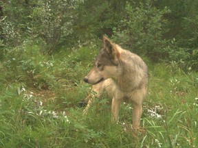 A grey wolf caught on a remote camera along 40 Mile Creek in late August.