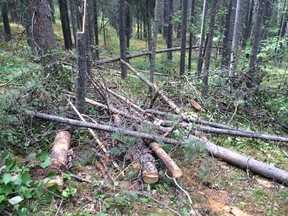 A photo of some of the trees cut down in Bow Valley Wildland Provincial Park.