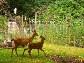 A doe and fawn are steered away from a backyard garden by a high wire fence.