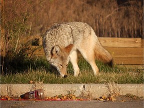 A coyote roams a parking lot in Calgary in October 2011. About 150 coyote carcasses were found on the Milk River Ridge earlier this month.