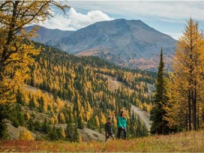 The Lake Louise Wonderfall Festival offers dozens of activities including the opportunity to enjoy the golden larches.