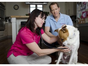 Owners of the business, Vets to Go,  Dr. Wendy McClelland and Greg Habstritt are pictured during a physical examination of Habstritt's mixed breed rescue dog, Macho, performed by Dr. McClelland on Monday, May 20, 2013. The business operates by sending their vets to travel to people's homes to examine ill pets.