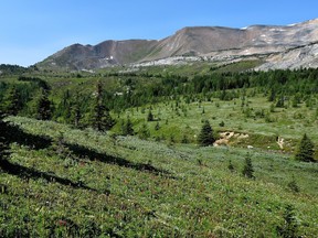 Richardson Ridge, an area that could be turned into ski area, in Banff National Park.