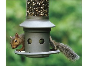 A squirrel tries to eat seed on a rodent-proof bird feeder.