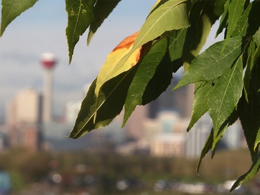 Early season autumn colours stand out against the Calgary skyline Tuesday September 1, 2015.