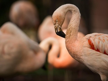 Flamingos preen and sleep as they are on display at the Calgary Zoo on August 28th, 2015.