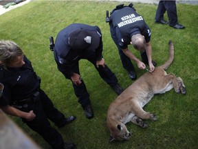 A conservation officer tranquilizes a cougar in the backyard of an apartment building in Victoria. Reader wonders why the cougar at Calgary's south hospital couldn't also have been tranquillized instead of killed.