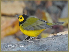 A Hooded Warbler similar to the one shown in this photo, has been seen in Fish Creek Park. Photo, Ursula A. Krol