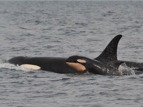 A newborn orca spotted near Galiano Island is shown in this file photo.