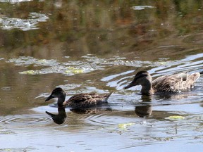 Ducks in a pond at one of the areas conserved by Ducks Unlimited in a previous campaign.